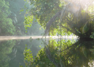 Jungle river rainforest conservation Costa Rica