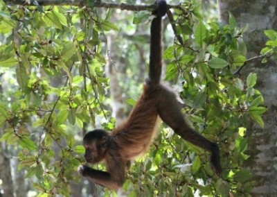 Just hanging photography and skilled volunteering at a primate sanctuary South Africa