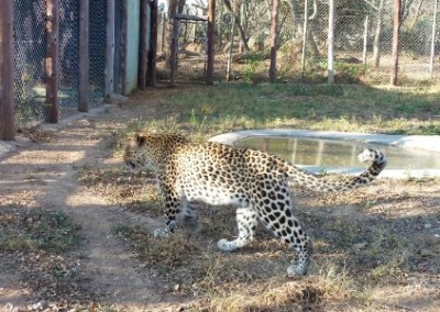 Leopard Prevet Wildlife Rescue and Rehabilitation in Zimbabwe