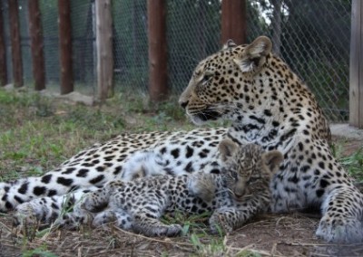 Leopard and cub Family Volunteering Wildlife Rescue Sanctuary in Zimbabwe
