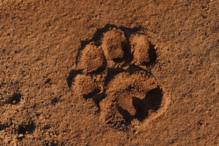Lion footprint Victoria Falls Lion Rehabilitation in Zimbabwe