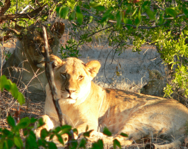Lions wildlife and community internship South Africa