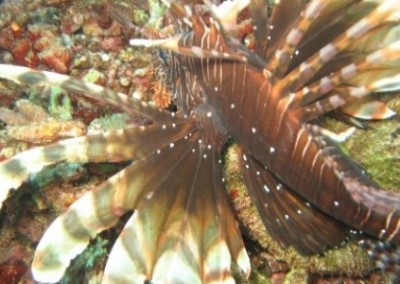 Lionfish coral reef conservation and diving in Borneo
