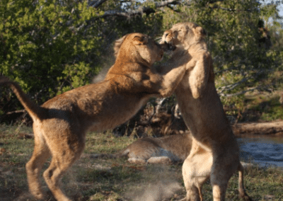 Lions fighting Lion Rehabilitation and Release in Zambia