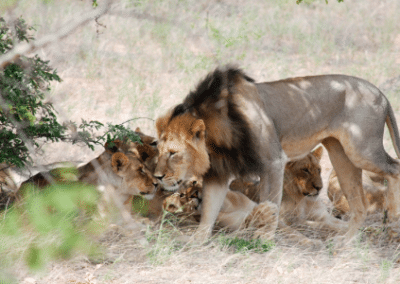 Lions wildlife and community internship South Africa