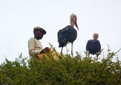Local expert with two vultures Conservation and Ecology Internship in Swaziland