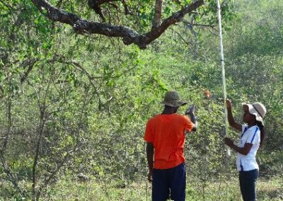 Measuring canopy coverage and height Conservation Internship