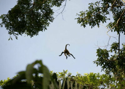 Mid air monkey rainforest conservation Costa Rica