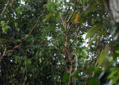 Monkey in trees family volunteering community empowerment in Borneo