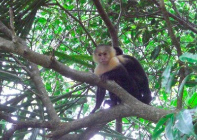 Monkey learn spanish in Costa Rica