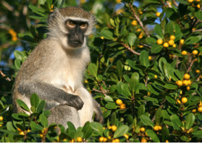 Monkey photography and skilled volunteering at a primate sanctuary South Africa