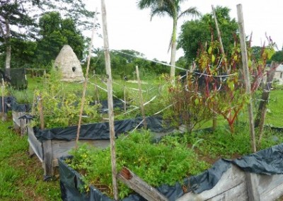 Organic garden spring break farming Belize