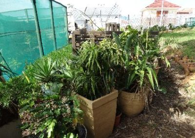 Plants for sale at urban garden Graphic Design internship in South Africa