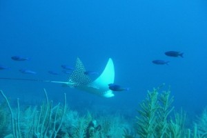 Belize Marine Conservation - Destination Highlight | Kaya Responsible
