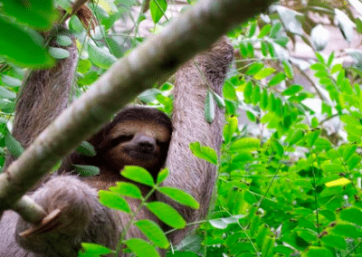 Sloth chilling rainforest conservation Costa Rica