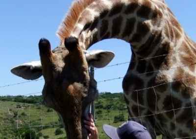 Stroking a giraffe Pre-vet internship South Africa
