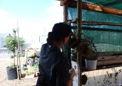 Talitha inspecting plants Permaculture and Horticulture Internship in South Africa