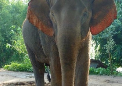 Thai Elephant Work with Rescued Elephants Reforestation and Rural Communities in Thailand
