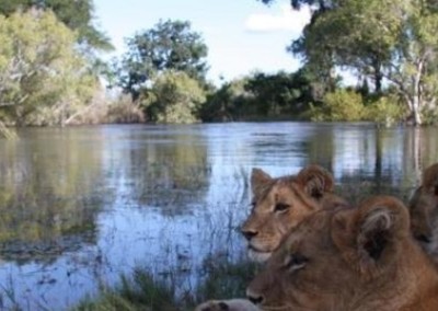 Three lions sat by water Lion Rehabilitation and Release in Zambia