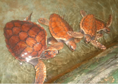 Three turtles Turtle Conservation in Sri Lanka