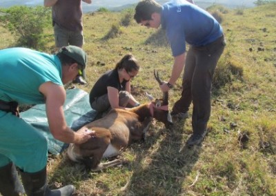 Treating an antelope pre-vet internship South Africa