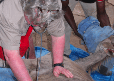 Treating animal Prevet Wildlife Rescue and Rehabilitation in Zimbabwe