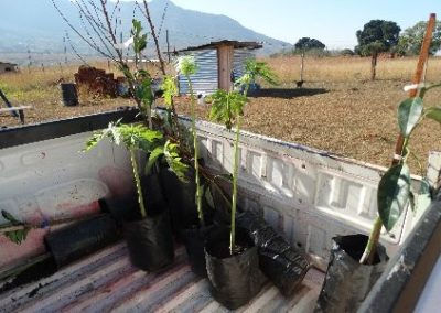 Trees for long term nutrition at pre-school Nutrition Internship Swaziland