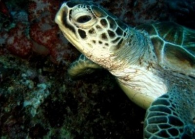 Turtle close up coral reef conservation and diving in Borneo