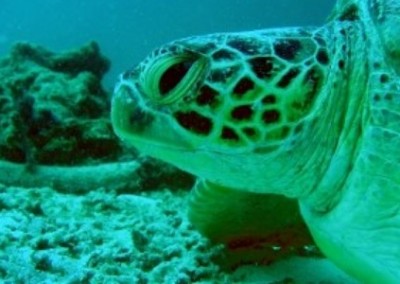 Turtle close up shot coral reef conservation and diving in Borneo