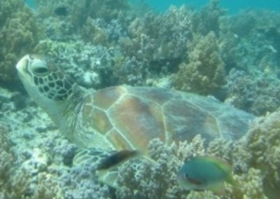 Turtle coral reef conservation and diving in Borneo
