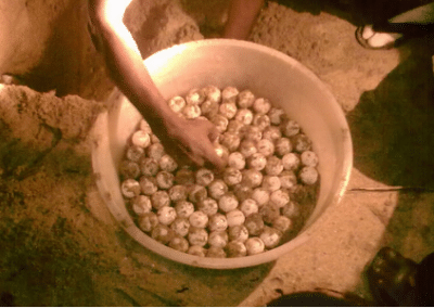 Turtle eggs Turtle Conservation in Sri Lanka