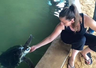Turtle in water Turtle Conservation in Sri Lanka
