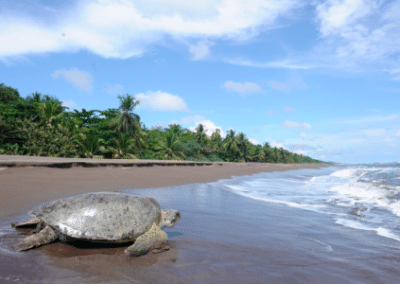 Turtle on beach rainforest conservation Costa Rica Under 18s