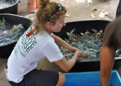 Turtles Island Marine Conservation with Diving Certification in Thailand