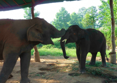 Two elephants Family Volunteering Elephant Welfare Project in Chiang Mai in Thailand
