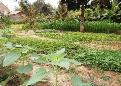 Vegetable garden Building and Garden Volunteer in Cambodia