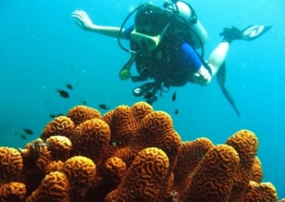 Volunteer and coral Island Marine Conservation with Diving Certification in Thailand