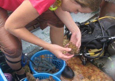 Volunteer at work coral reef conservation and diving in Borneo