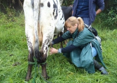 Volunteer milking a cow family ecotourism Ecuador