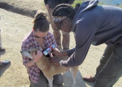 Volunteer treating a dog Pre-vet internship South Africa