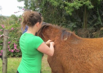 Volunteer with a horse Pre-vet internship South Africa