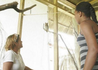 Volunteers in enclosure animal rescue Costa Rica