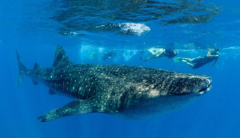 Marine Conservation: Be The First Volunteer To Spot A Whale Shark!