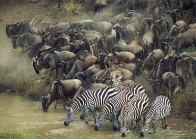 Wildebeest and Zebra Masai Mara Lion Wildlife Research and Conservation in Kenya