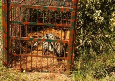 Working with cages Prevet Wildlife Rescue and Rehabilitation in Zimbabwe