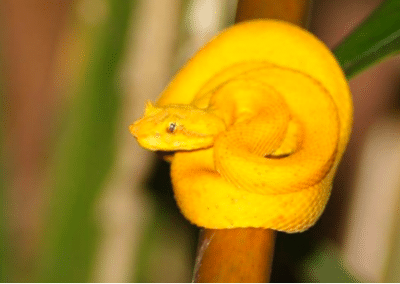 Yellow snake rain forest conservation Costa Rica
