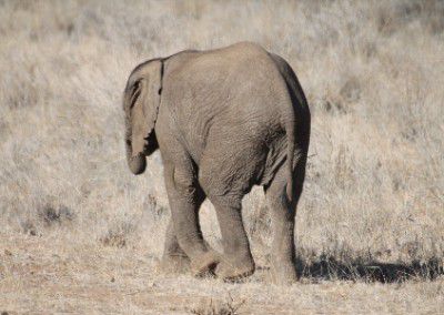sad elephant Namibia
