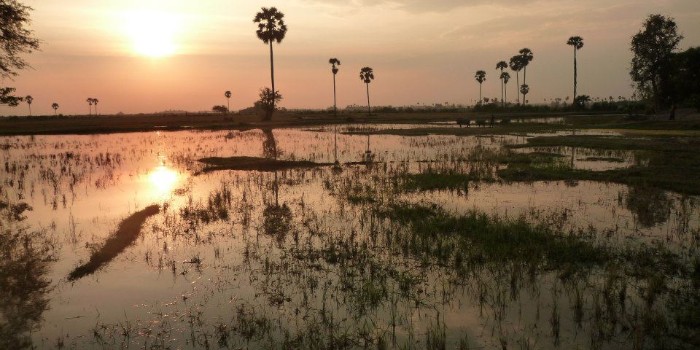reflection of the sunset and palm trees over the padi water fields