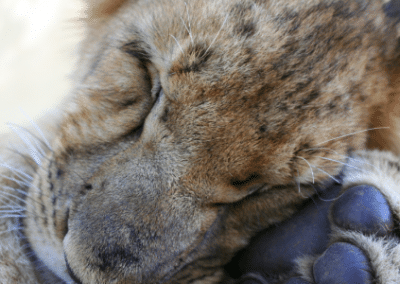 Animal up close Bulawayo Wildlife Rescue Sanctuary in Zimbabwe