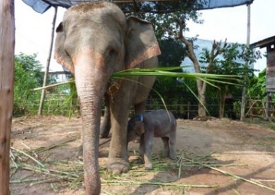 Baby elephant and Mother Elephant Welfare in Eastern Mahout Communities in Thailand
